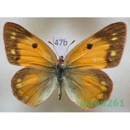 Colias fieldii Menetries, 1855 female China47b